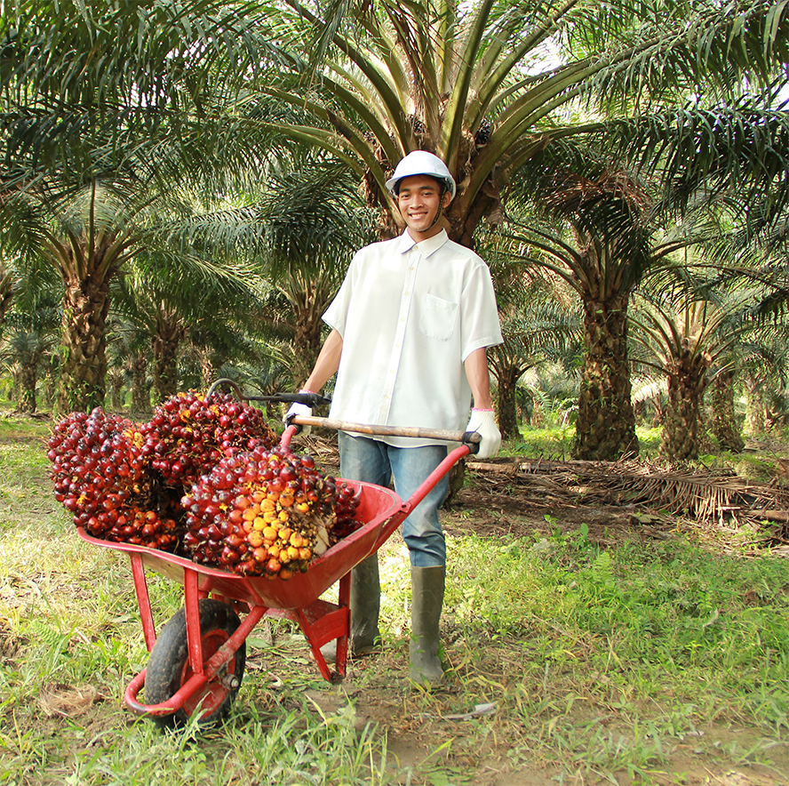 Palm